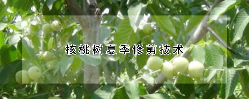 核桃樹夏季修剪技術