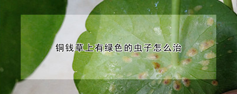 銅錢草上有綠色的蟲子怎麼治