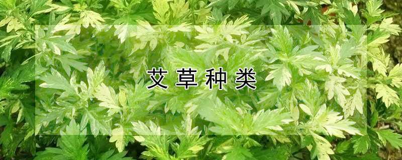 艾草種類