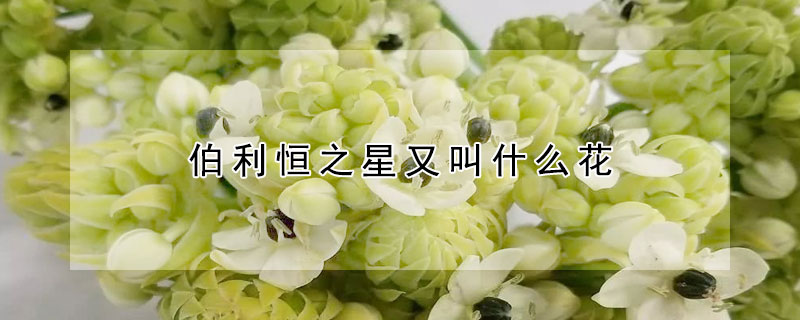 伯利恒之星又叫什麼花