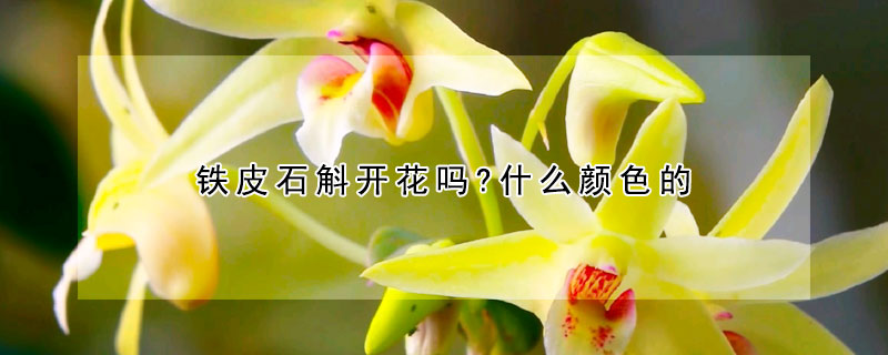 鐵皮石斛開花嗎?什麼顏色的