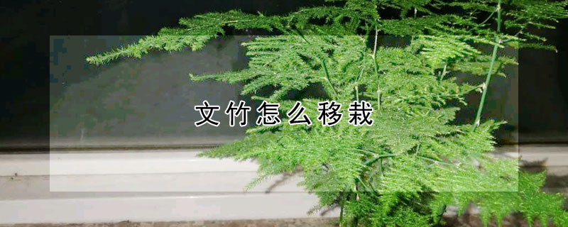 文竹怎麼移栽