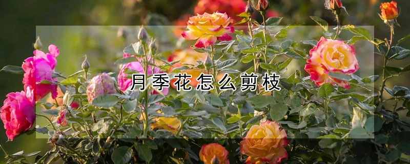 月季花怎麼剪枝