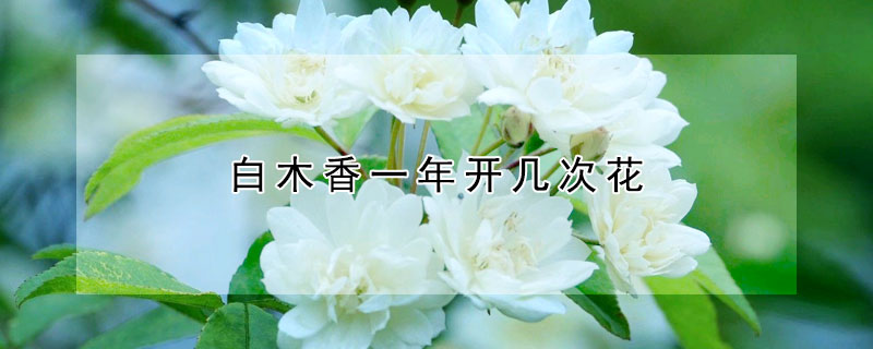 白木香一年開幾次花