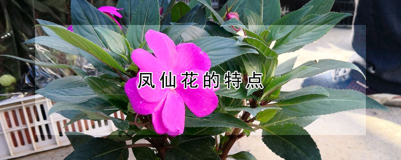 鳳仙花的特點