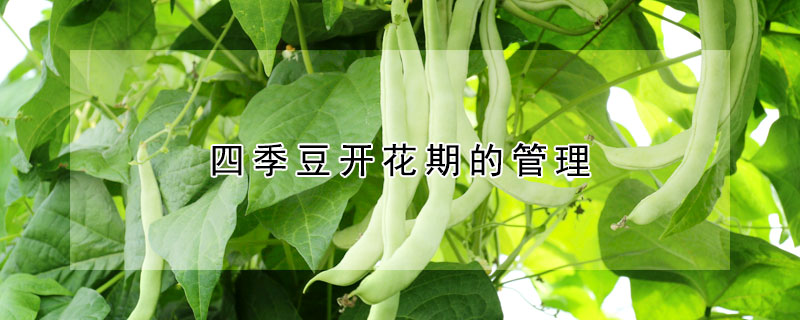 四季豆開花期的管理