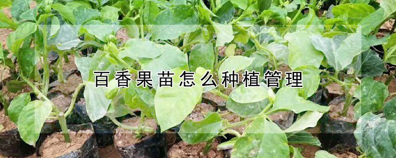 百香果苗怎麼種植管理