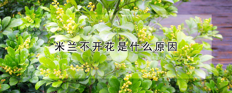 米蘭不開花是什麼原因