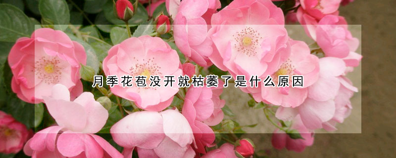 月季花苞沒開就枯萎了是什麼原因