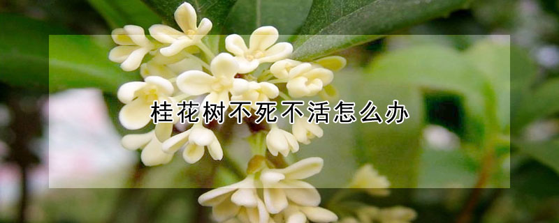 桂花樹不死不活怎麼辦