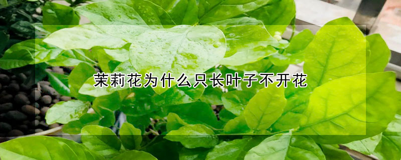 茉莉花為什麼隻長葉子不開花