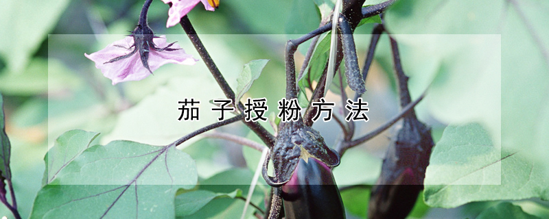 茄子授粉方法