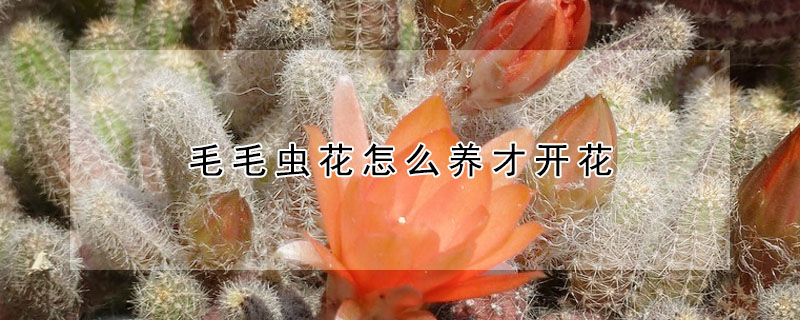 毛毛蟲花怎麼養才開花