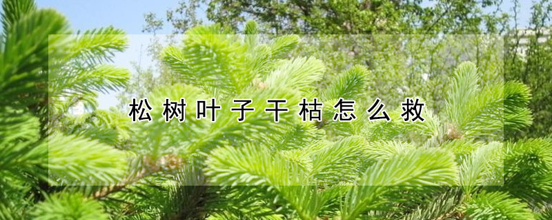 鬆樹葉子幹枯怎麼救