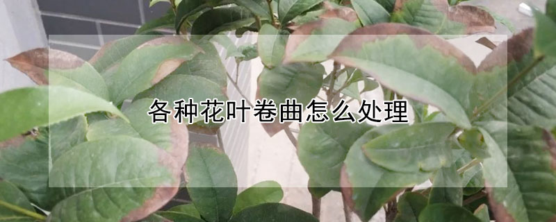 各種花葉卷曲怎麼處理