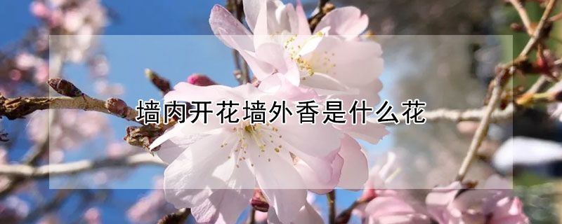 牆內開花牆外香是什麼花