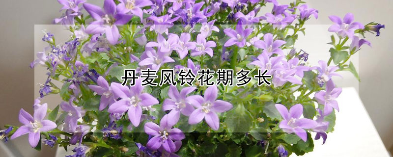 丹麥風鈴花期多長