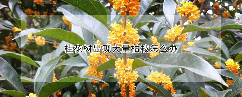 桂花樹出現大量枯枝怎麼辦