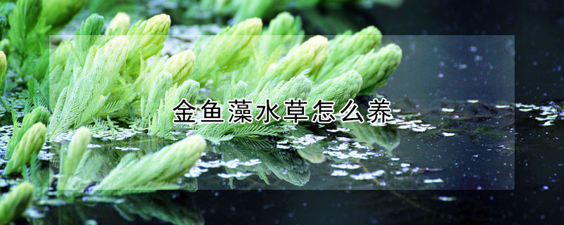 金魚藻水草怎麼養