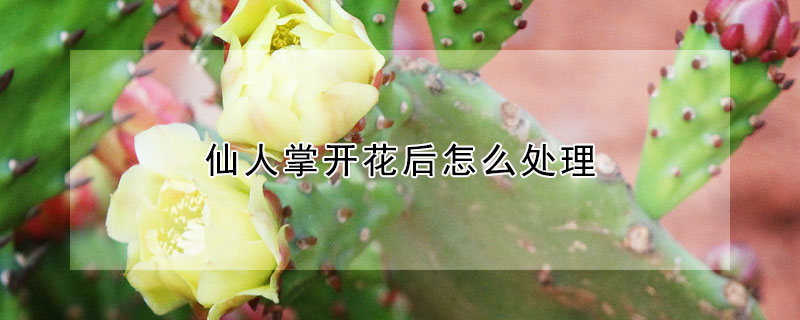 仙人掌開花後怎麼處理