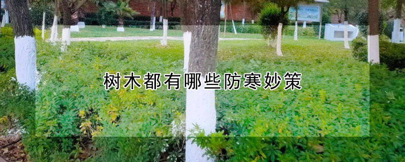 樹木都有哪些防寒妙策