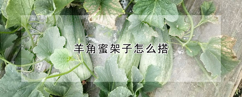 羊角蜜架子怎麼搭