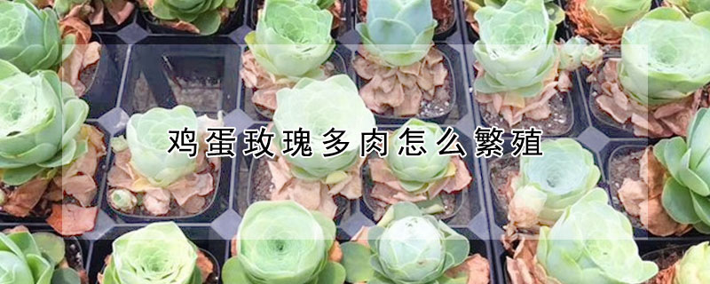 雞蛋玫瑰多肉怎麼繁殖