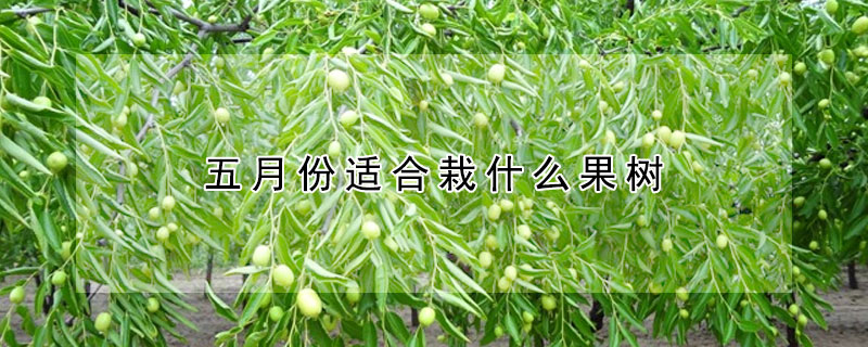 五月份適合栽什麼果樹