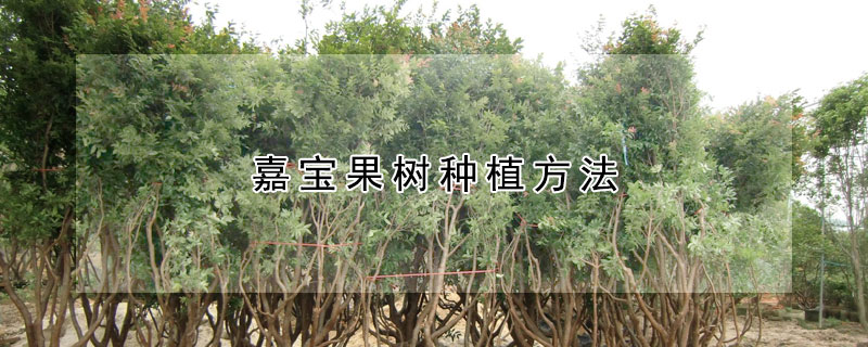 嘉寶果樹種植方法