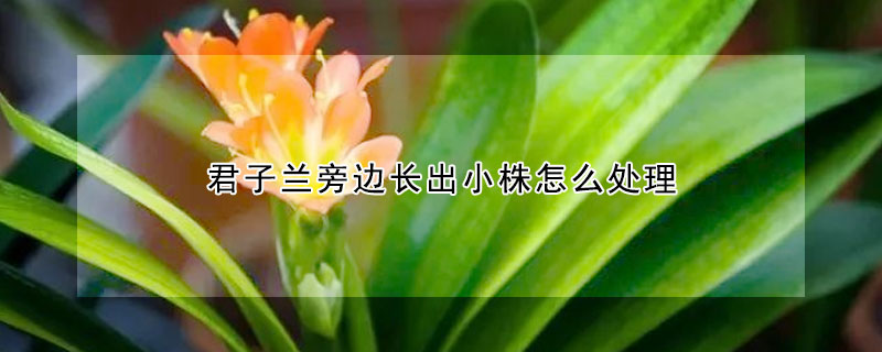 君子蘭旁邊長出小株怎麼處理