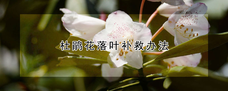 杜鵑花落葉補救辦法