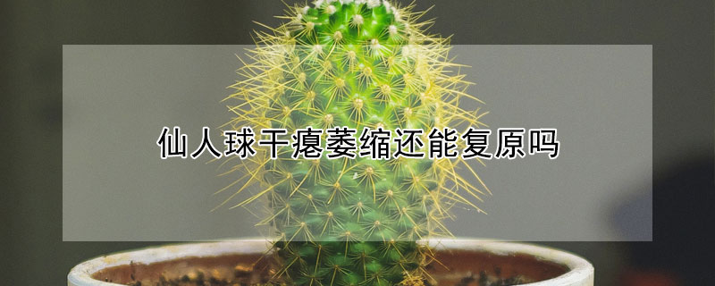 仙人球幹癟萎縮還能複原嗎