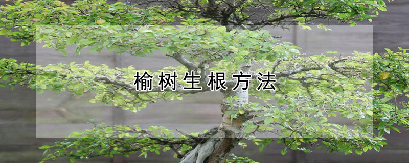 榆樹生根方法