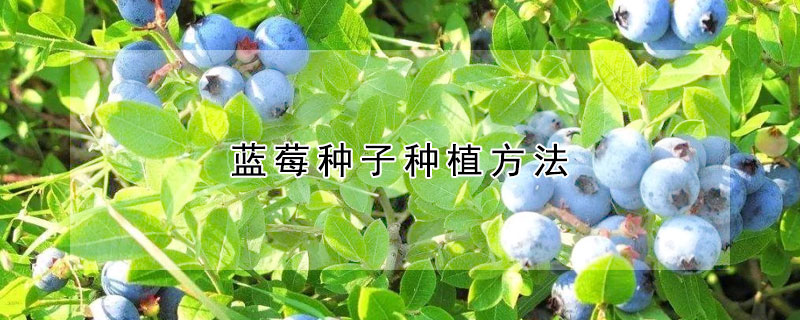 藍莓種子種植方法