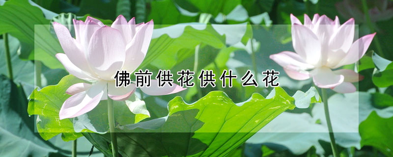 佛前供花供什麼花