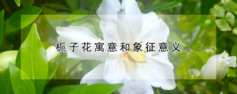 梔子花寓意和象征意義