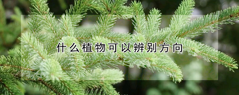 什麼植物可以辨別方向