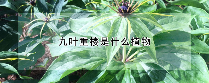 九葉重樓是什麼植物