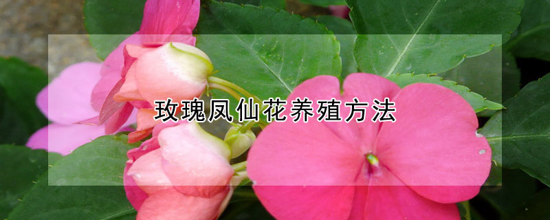 玫瑰鳳仙花養殖方法