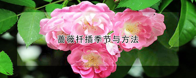 薔薇扡插季節與方法