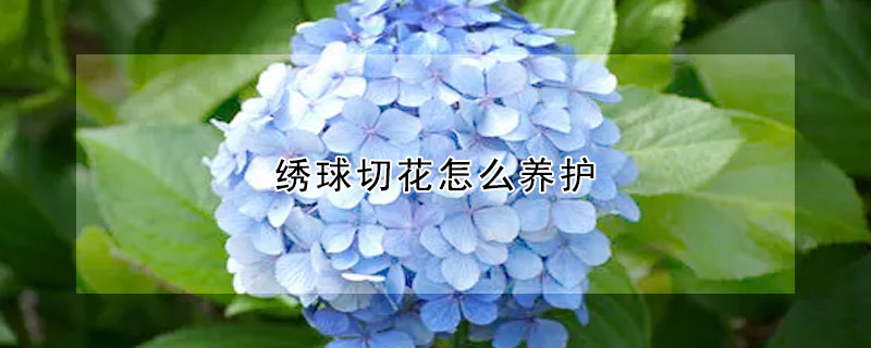 繡球切花怎麼養護