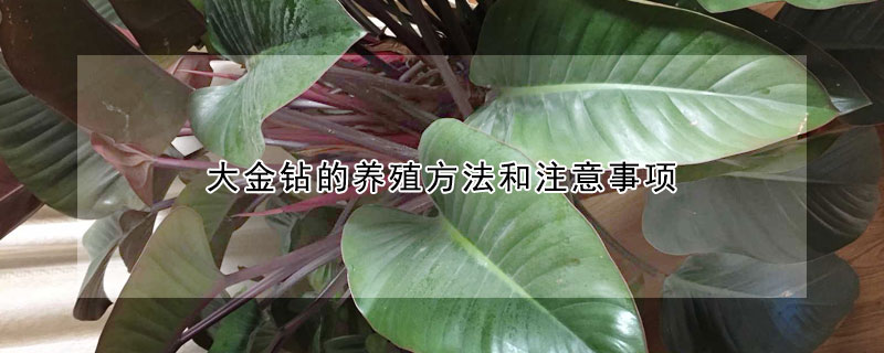 大金鑽的養殖方法和注意事項