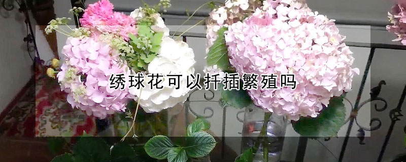 繡球花可以扡插繁殖嗎