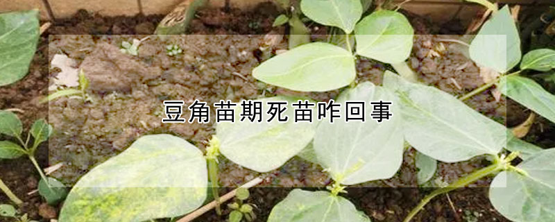 豆角苗期死苗咋回事