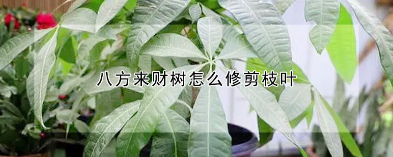 八方來財樹怎麼修剪枝葉