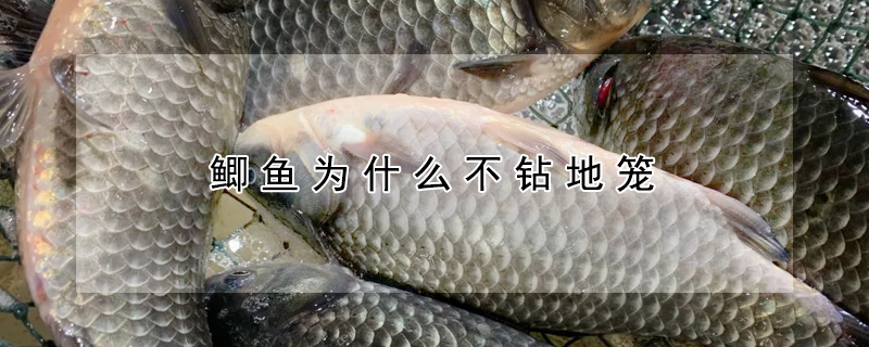 鯽魚為什麼不鑽地籠