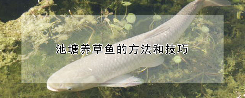 池塘養草魚的方法和技巧