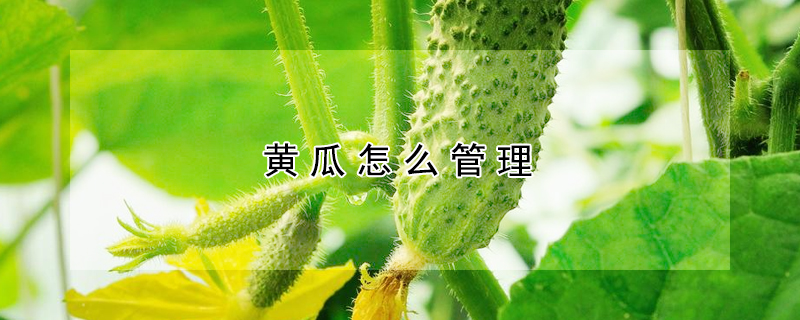 黃瓜怎麼管理