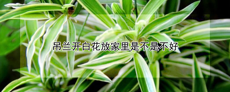 吊蘭開白花放家裏是不是不好