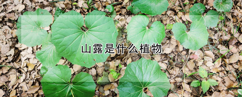 山露是什麼植物